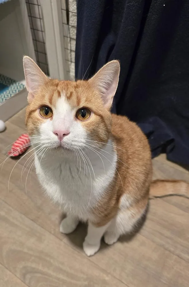 An adult large-sized male Orange & White Domestic Short Hair cat named Toby for adoption in Vancouver, WA