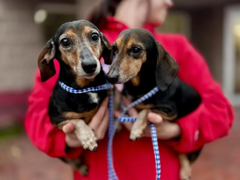 An adult small-sized female Black Dachshund dog named Dottie for adoption in Wooster, OH