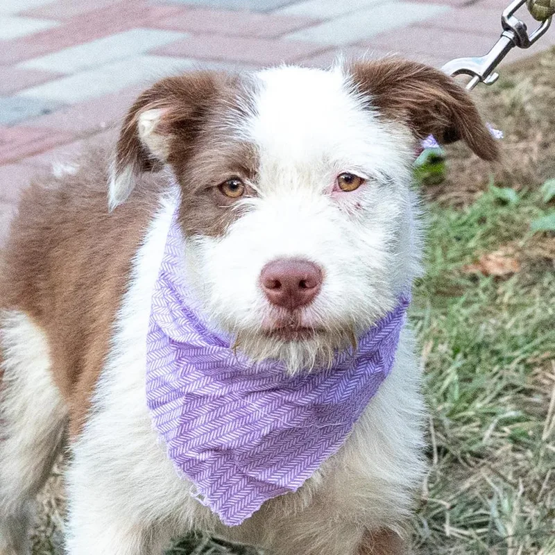 A baby medium-sized female Wire Fox Terrier dog named BrownieAvail for adoption in West Grove, PA