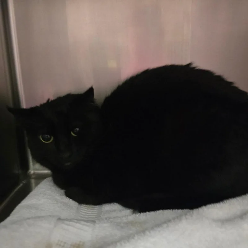 An adult medium-sized female Black Domestic Short Hair cat named Mildred for adoption in Fort Bragg, CA