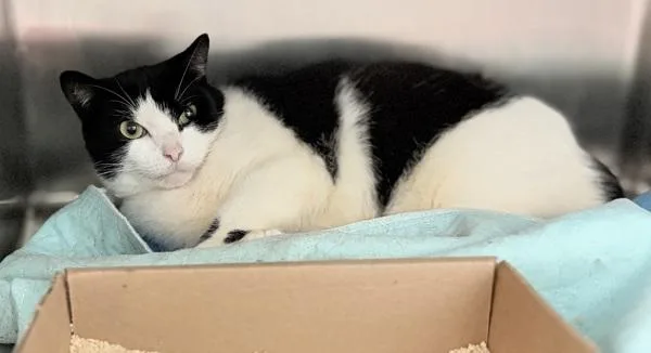 An adult medium-sized female Domestic Short Hair cat named Jordan for adoption in Ridgewood, NY