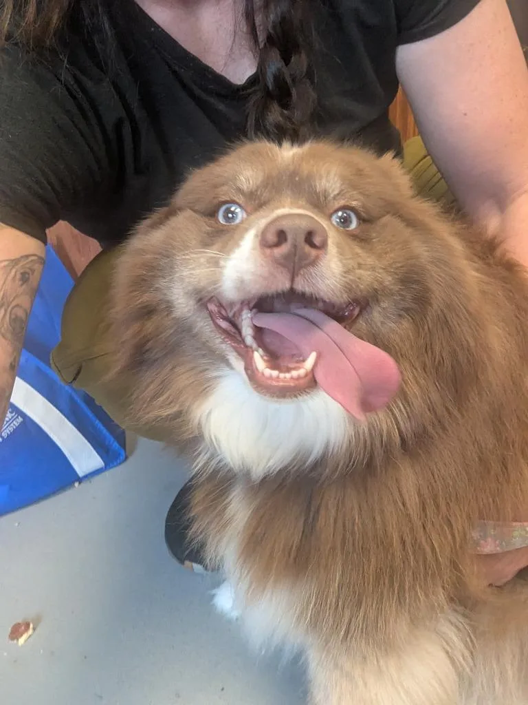 An adult medium-sized female Pomeranian dog named Charlie for adoption in Barron, WI