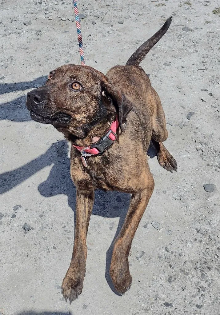 A young medium-sized female Chesapeake Bay Retriever dog named Stella for adoption in St. Augustine, FL