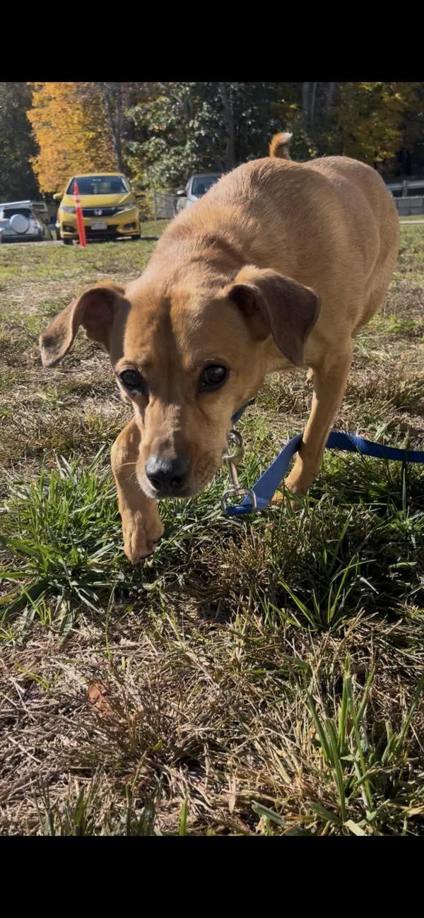 A senior medium-sized female Labrador Retriever dog named Luna for adoption in Stratham, NH