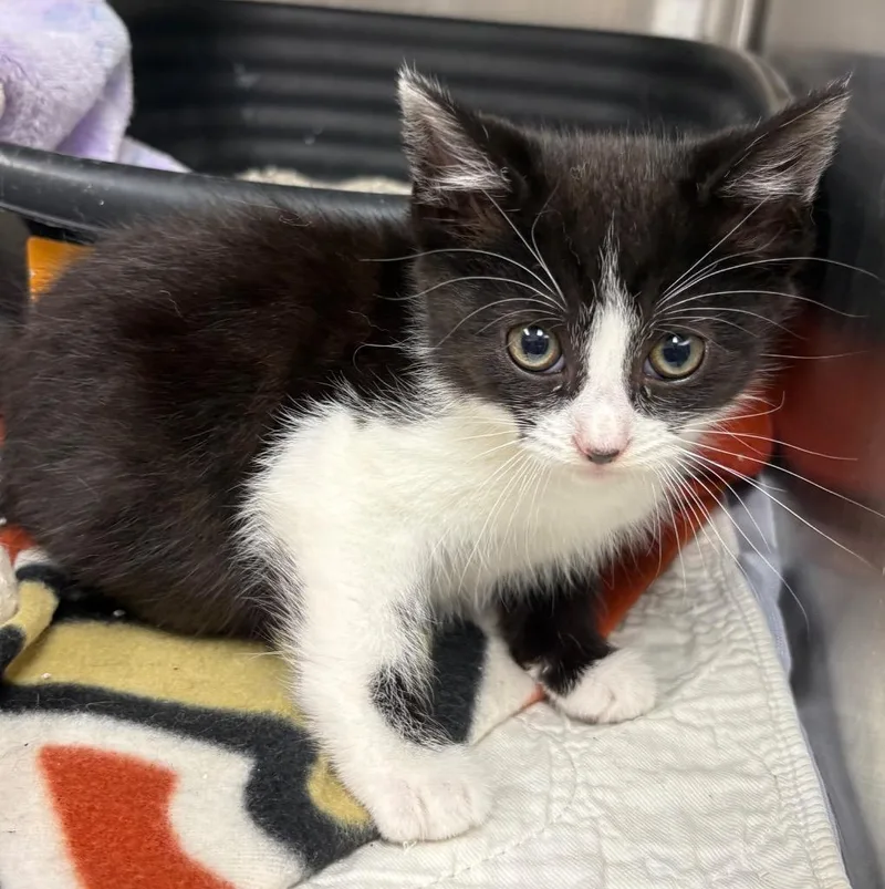 A baby medium-sized female Domestic Short Hair cat named Adeline for adoption in Greeneville, TN