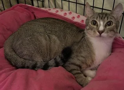 An adult small-sized female Domestic Short Hair cat named Squidward for adoption in Phoenix, AZ