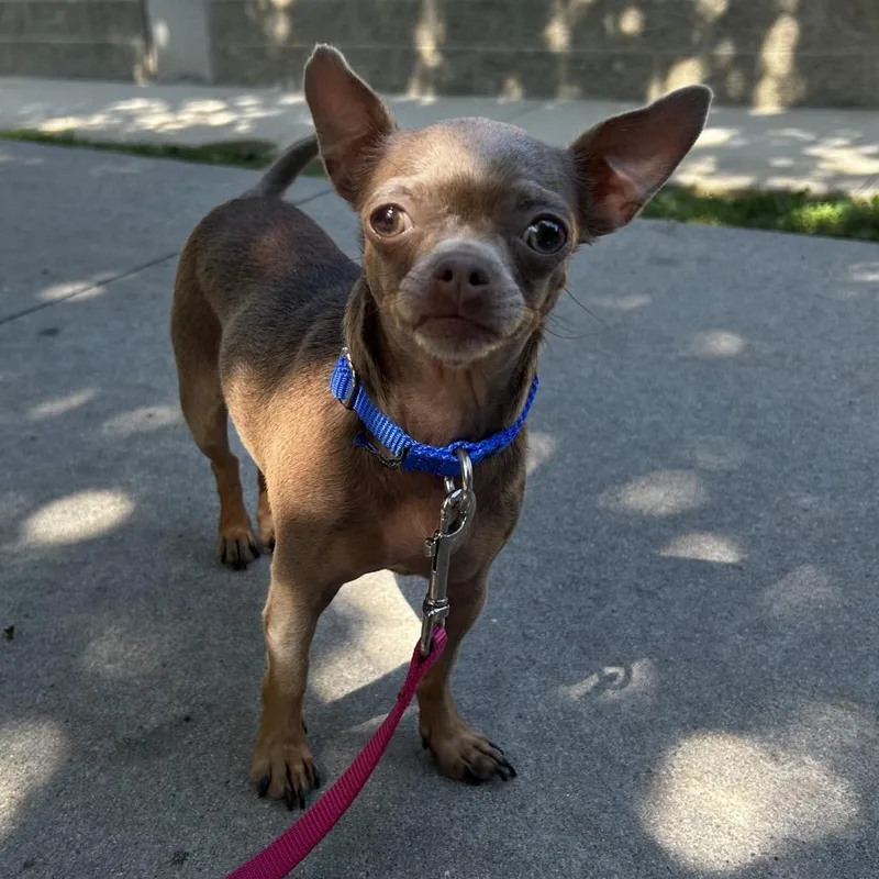 A senior small-sized female Brown / Chocolate Mixed Breed dog named Bartok for adoption in Asheville, NC