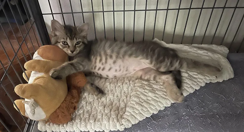 A baby medium-sized male Brown / Chocolate Domestic Medium Hair cat named Gemini for adoption in Oviedo, FL