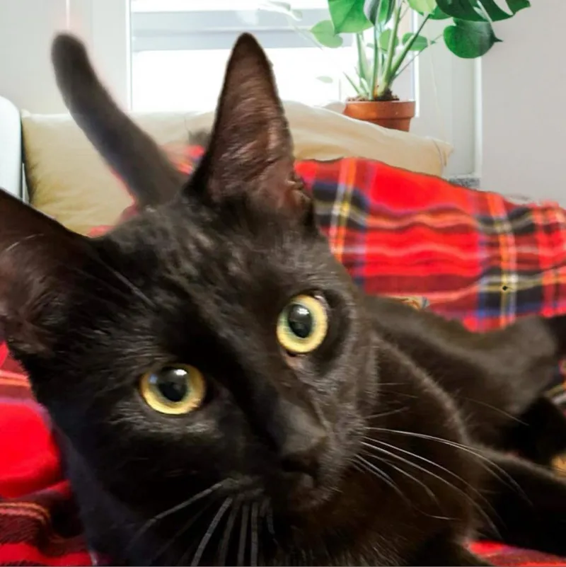 An adult medium-sized female Black Domestic Short Hair cat named Anise for adoption in Brea, CA