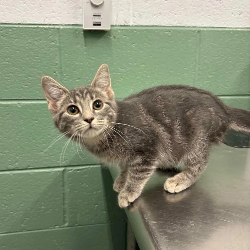 A baby small-sized female Gray / Blue / Silver Domestic Short Hair cat named Jerry for adoption in Winston Salem, NC