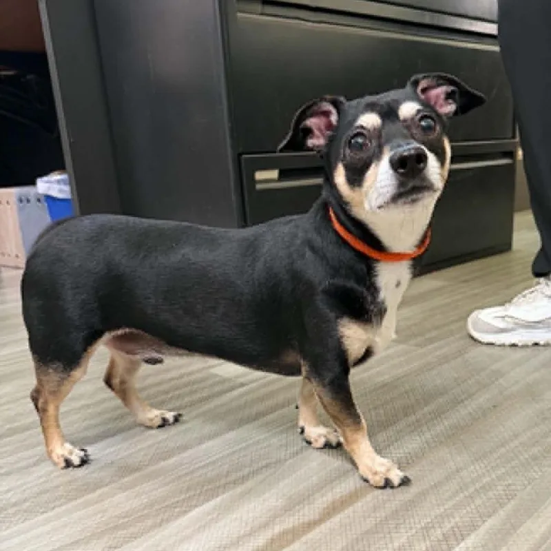 An adult small-sized male Terrier dog named Hopper for adoption in Pleasanton, CA