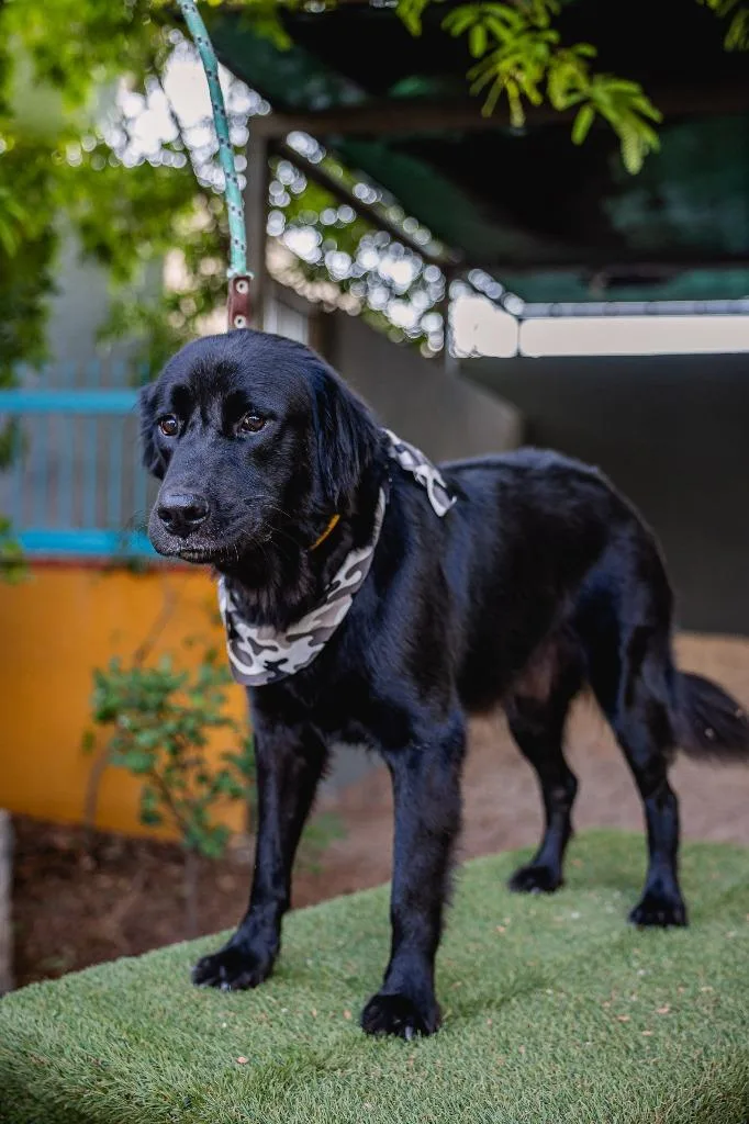 Black Jack thumbnail 3