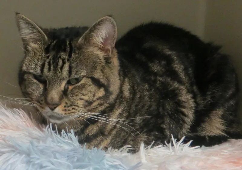 An adult medium-sized male Tiger cat named Beny for adoption in Taunton, MA