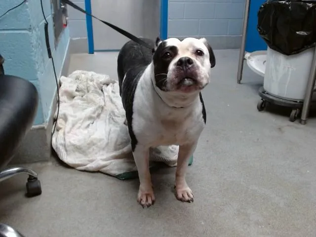 An adult medium-sized female Pit Bull Terrier dog named Laula for adoption in Albuquerque, NM