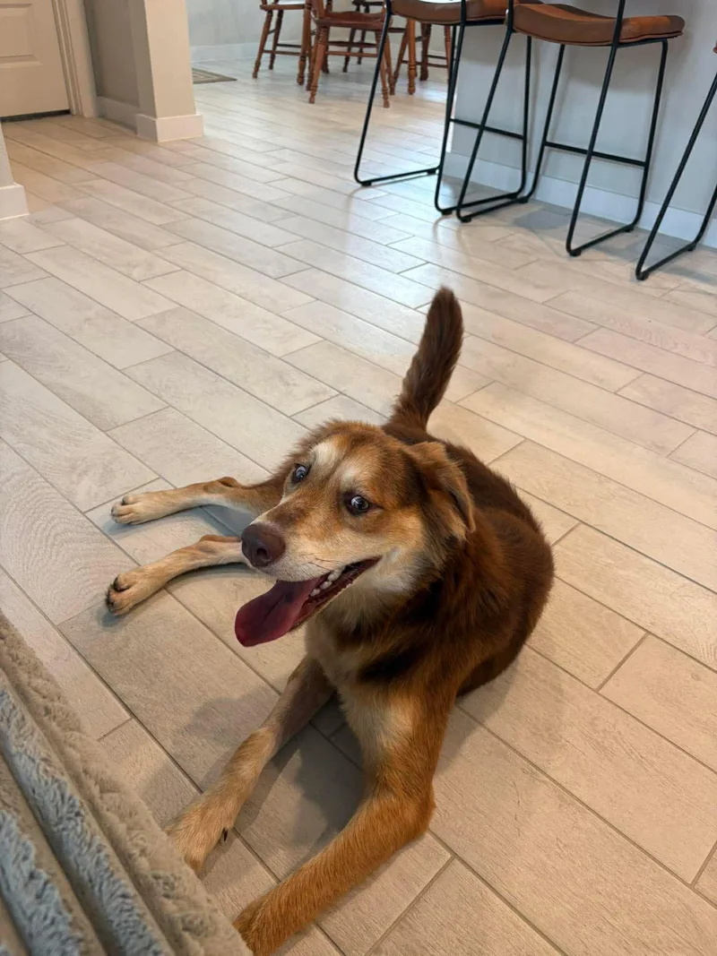 A young medium-sized male Australian Shepherd dog named Rusty for adoption in Houston, TX