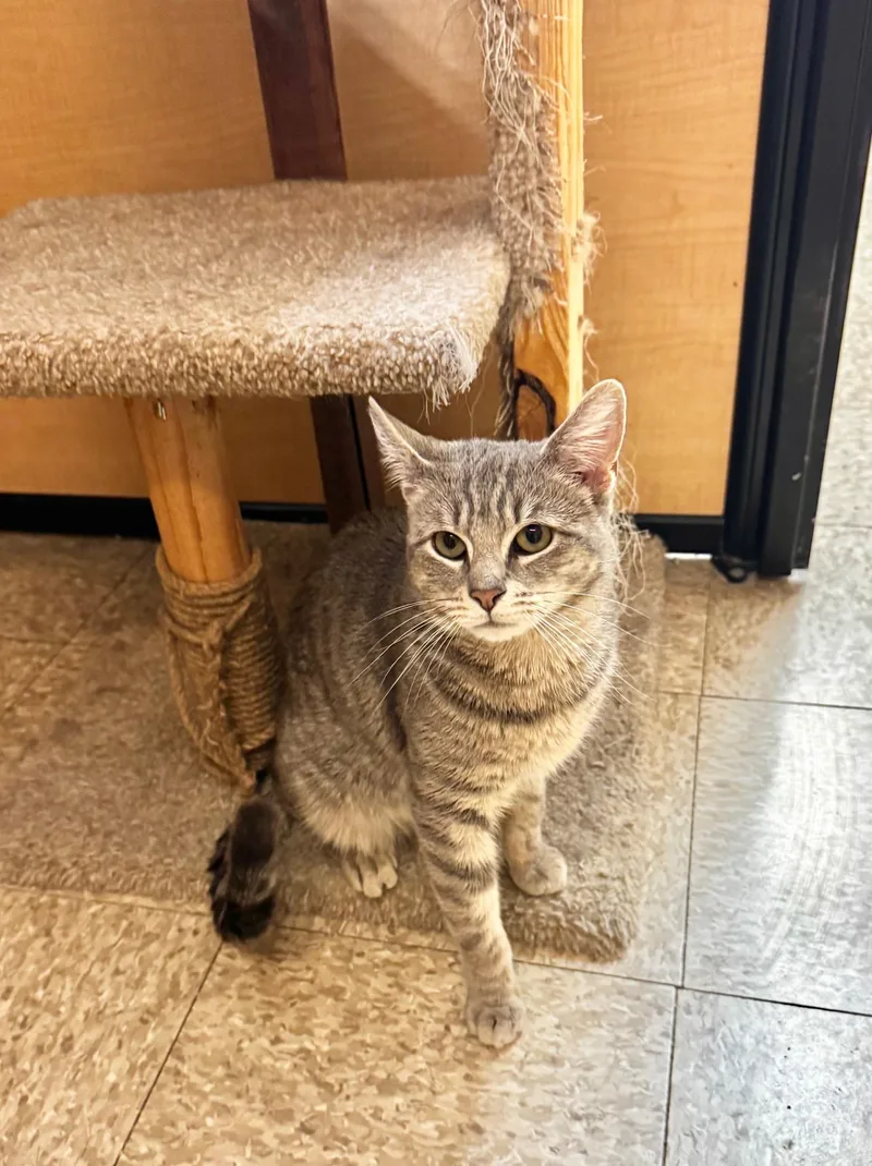A young medium-sized male Tabby (Gray / Blue / Silver) Domestic Short Hair cat named Tony for adoption in Springfield, PA