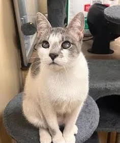 Buffy  `a Priority thumbnail 2