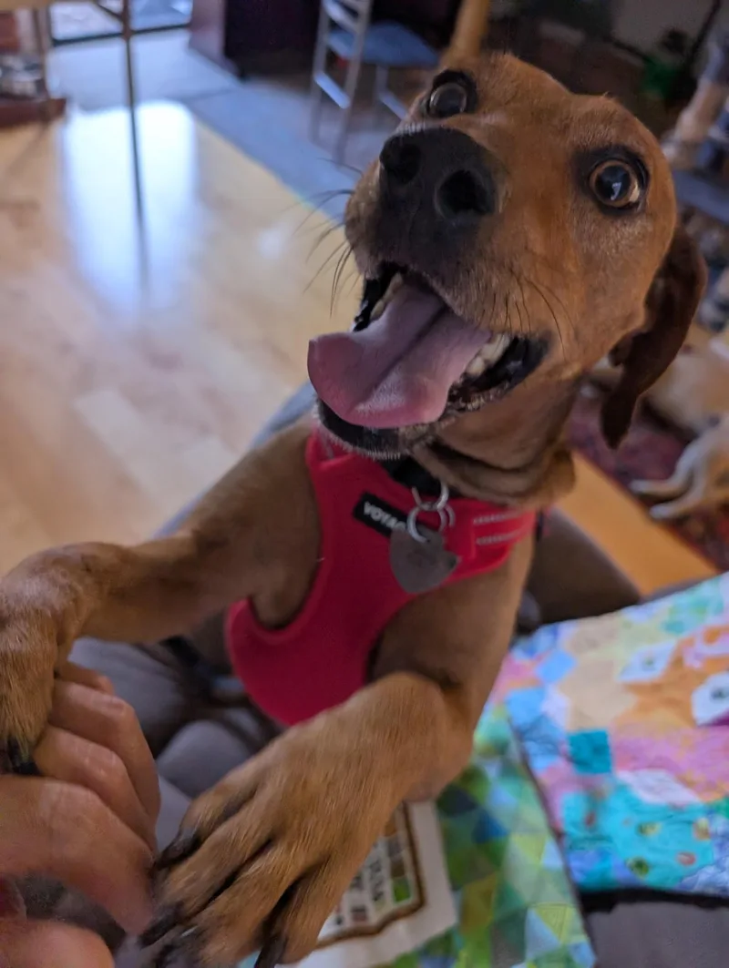 An adult medium-sized male Hound dog named Kenny for adoption in Elk Grove, CA