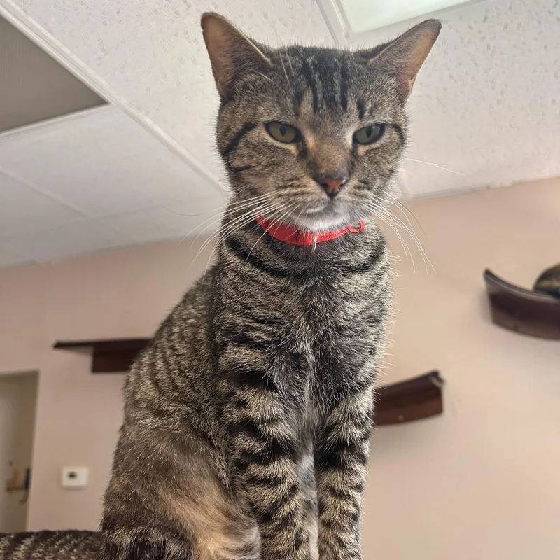 An adult small-sized female Brown / Chocolate Domestic Short Hair cat named Cookie for adoption in Philadelphia, PA