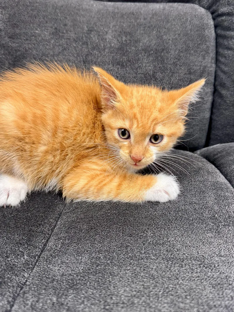 A baby medium-sized male Domestic Short Hair cat named Archey for adoption in Midland, MI