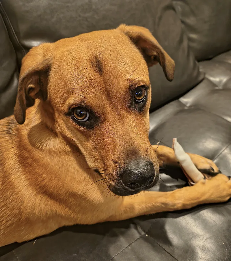 A baby medium-sized female Golden Labrador Retriever dog named Honey for adoption in Amherst, MA