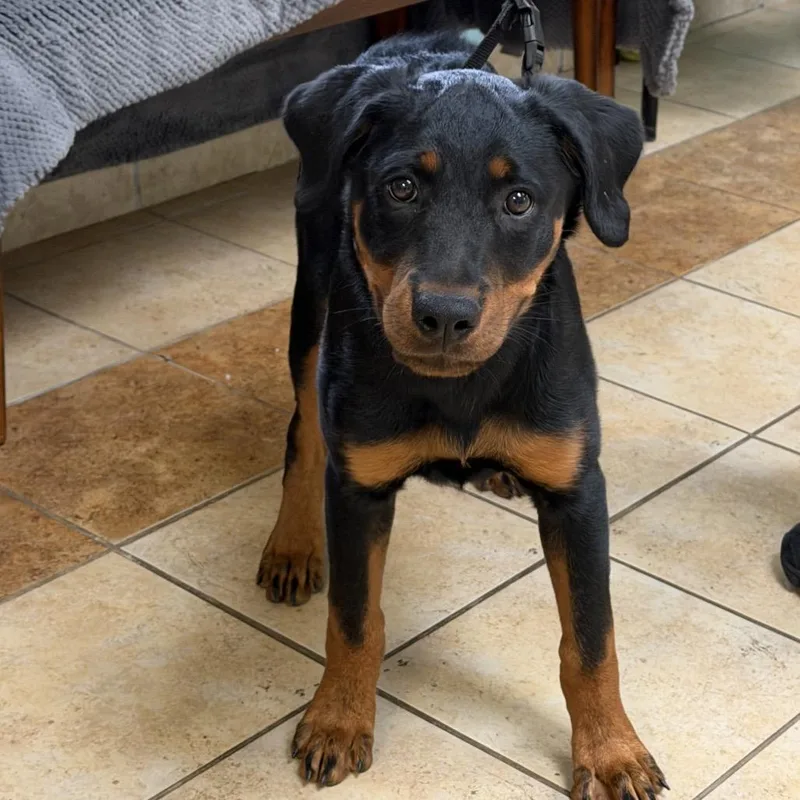 A baby medium-sized female Rottweiler dog named Diesel for adoption in Columbus, GA