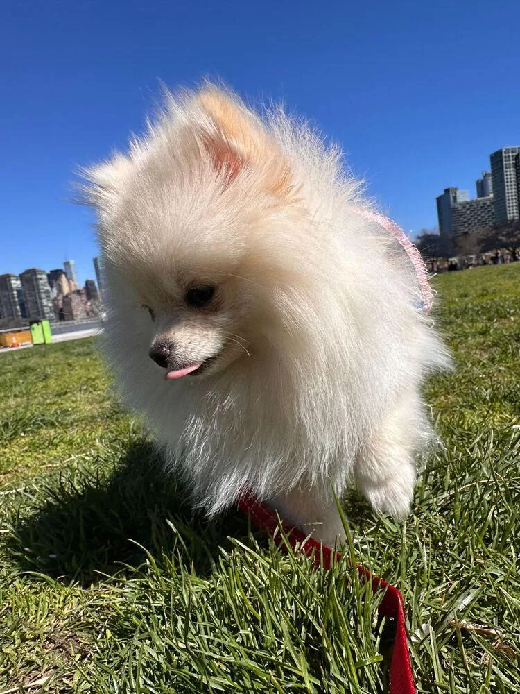 A baby small-sized female White / Cream Pomeranian dog named Pixie for adoption in Long Island City, NY