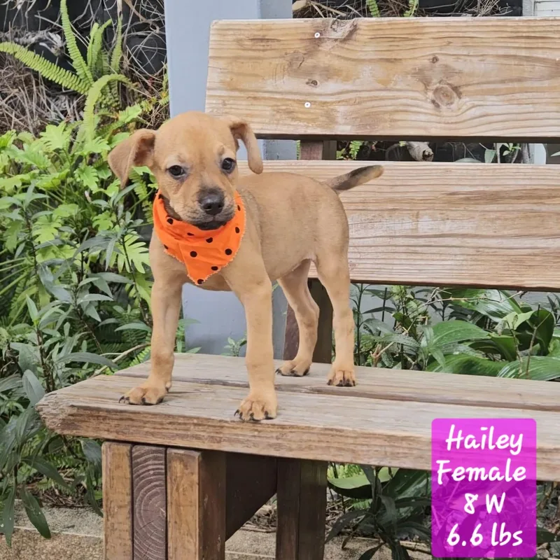 A baby small-sized female Yellow / Tan / Blond / Fawn Labrador Retriever dog named Hailey for adoption in New York, NY