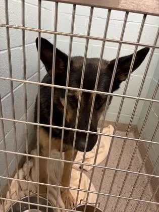 An adult large-sized male German Shepherd Dog dog named Bogi for adoption in Fishers, IN