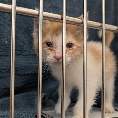 A baby small-sized male Orange / Red Domestic Short Hair cat named Creamsicle for adoption in Bentonville, AR