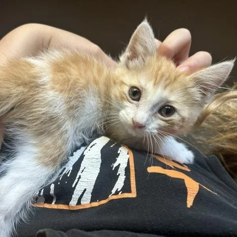 Creamsicle thumbnail 3
