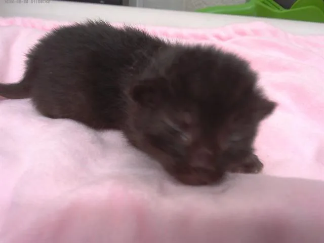 A baby small-sized male Domestic Short Hair cat named A for adoption in Chula Vista, CA