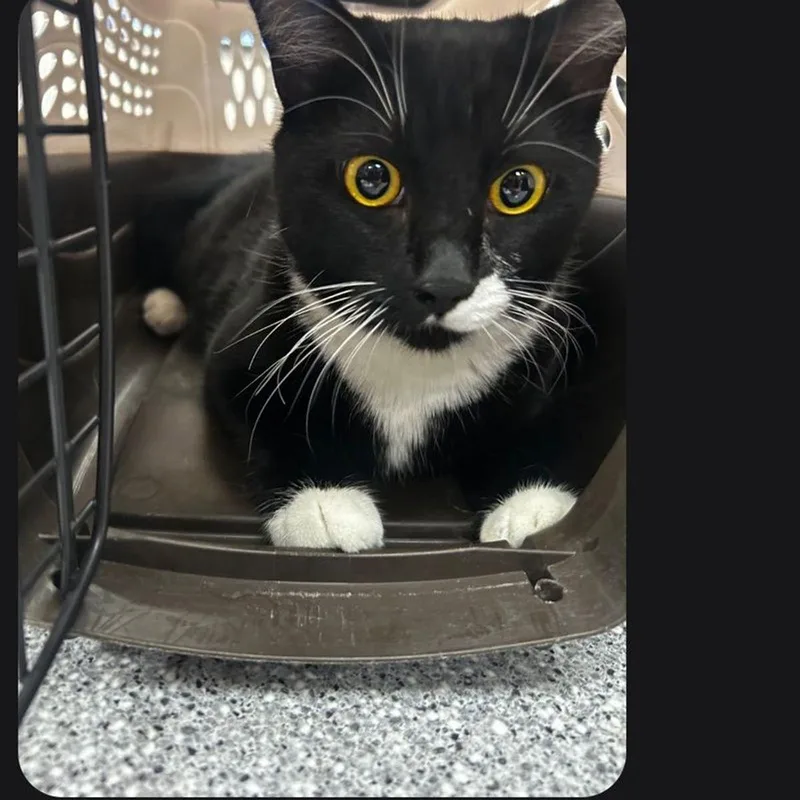 An adult medium-sized female Black & White / Tuxedo Domestic Short Hair cat named Belle for adoption in Lake Havasu City, AZ