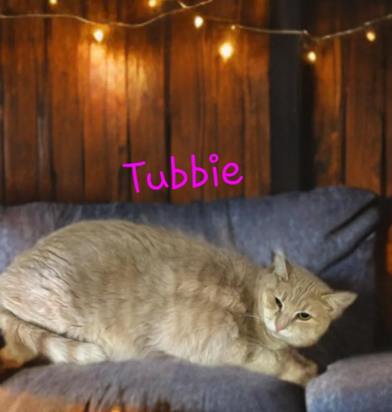 A young medium-sized female Domestic Short Hair cat named Tubbie for adoption in Jim Thorpe, PA