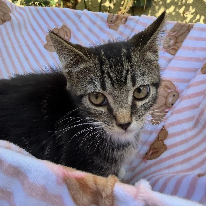 A baby small-sized male Brown / Chocolate Domestic Short Hair cat named Oregano for adoption in Pacific Palisades, CA