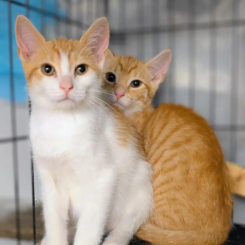 A baby small-sized male Orange / Red Domestic Short Hair cat named Pooh for adoption in Reisterstown, MD