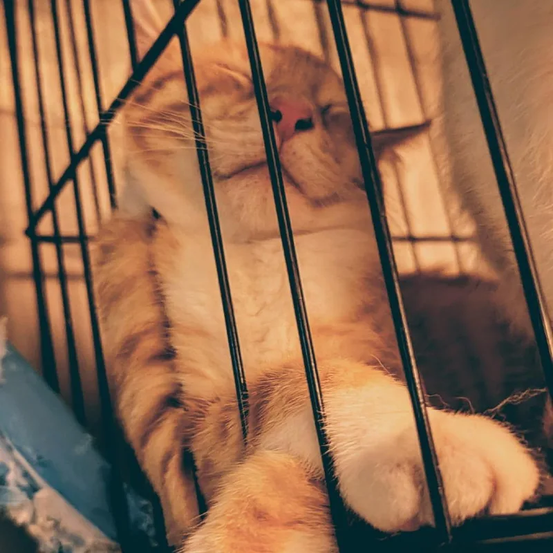 Pooh thumbnail 3
