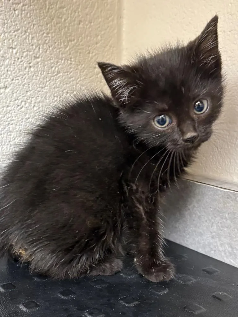 A baby medium-sized female Domestic Short Hair cat named Dc  Enchantress  for adoption in Greeneville, TN