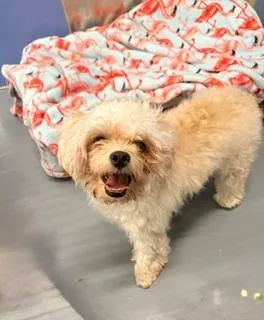 An adult small-sized male White / Cream Miniature Poodle dog named Charlie for adoption in Winter Haven, FL