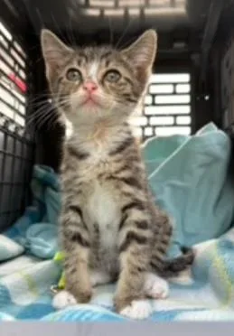 A baby small-sized female Domestic Short Hair cat named Brinkley for adoption in Largo, FL