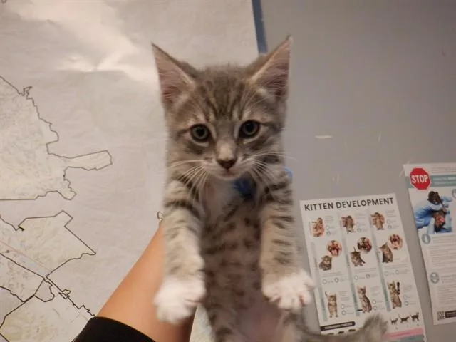 A baby small-sized male Domestic Short Hair cat named A for adoption in San Jose, CA