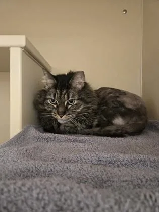 An adult medium-sized female Domestic Long Hair cat named Denise for adoption in Westland, MI