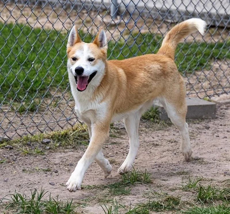 A young medium-sized male Labrador Retriever dog named Hugo for adoption in Conroe, TX