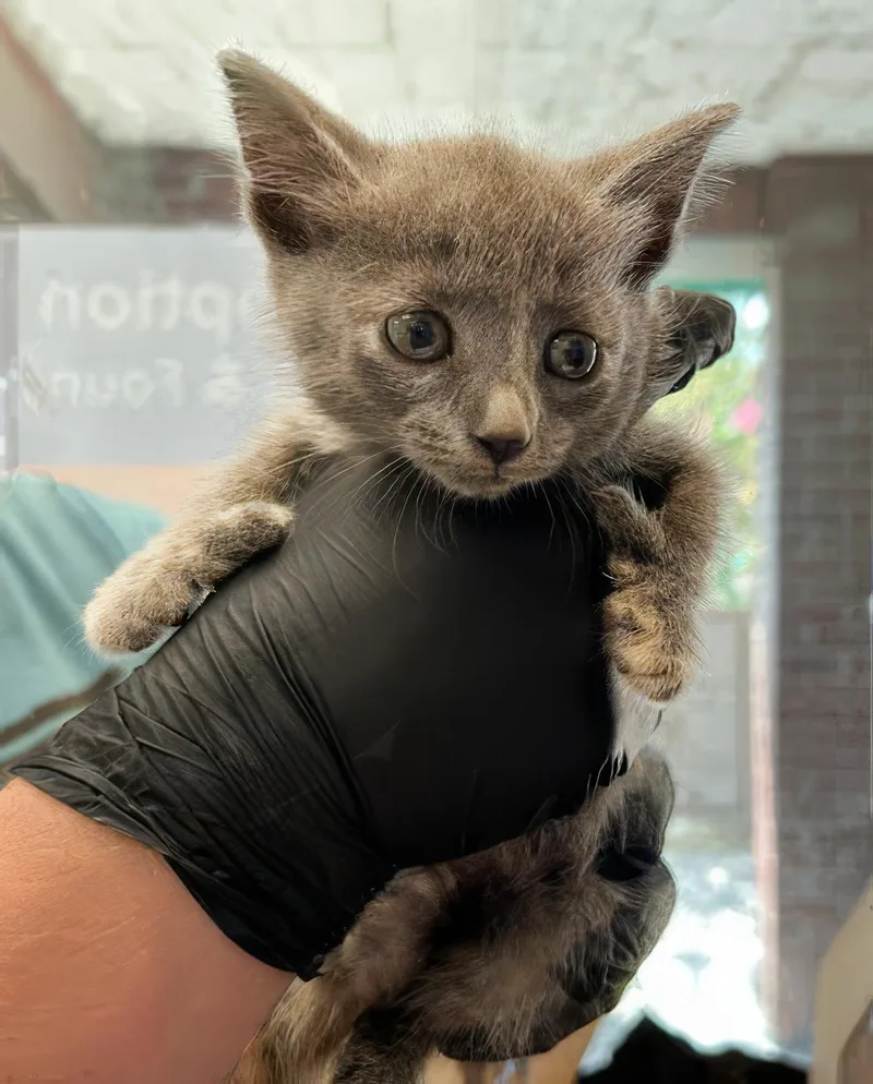A baby medium-sized female Dilute Tortoiseshell Domestic Short Hair cat named Thumbelina for adoption in Nashville, TN