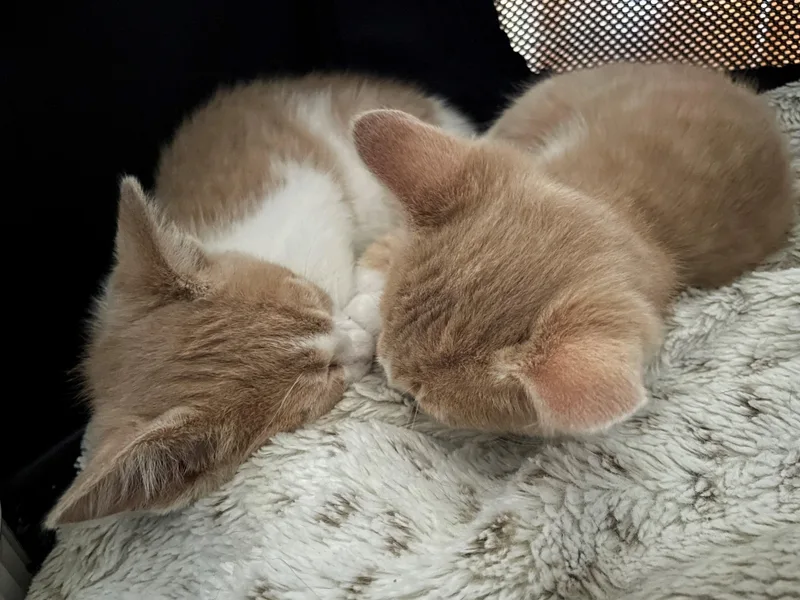 A baby medium-sized male Orange & White Domestic Short Hair cat named Kyle for adoption in Westfield, NJ