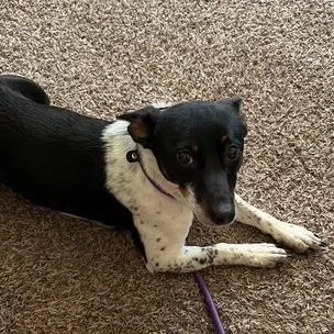 An adult medium-sized female Jack Russell Terrier dog named Freya for adoption in Alma, MI