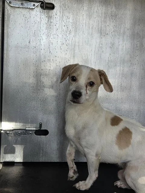 An adult medium-sized male Beagle dog named Shane for adoption in San Antonio, TX
