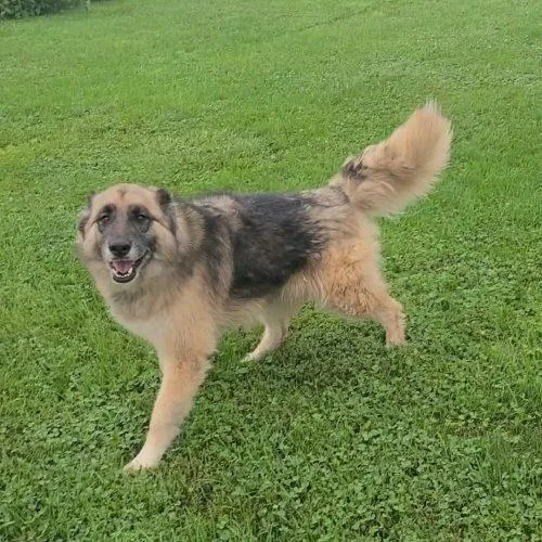 A young medium-sized female Bicolor German Shepherd Dog dog named Brie for adoption in Elizabeth, IL
