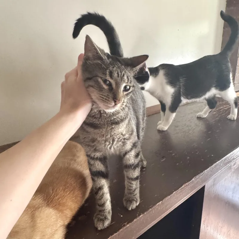 A young medium-sized female Tabby (Gray / Blue / Silver) Domestic Short Hair cat named Barbie for adoption in North Tonawanda, NY