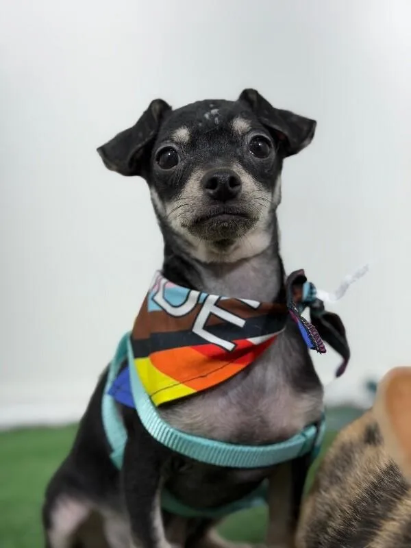A baby small-sized male Black Chihuahua dog named Bubbles for adoption in Carlsbad, CA